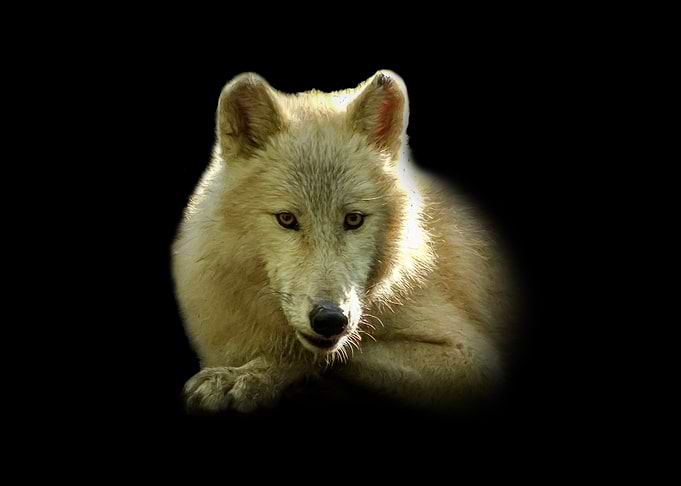 Arctic Wolf Portrait on Black Background