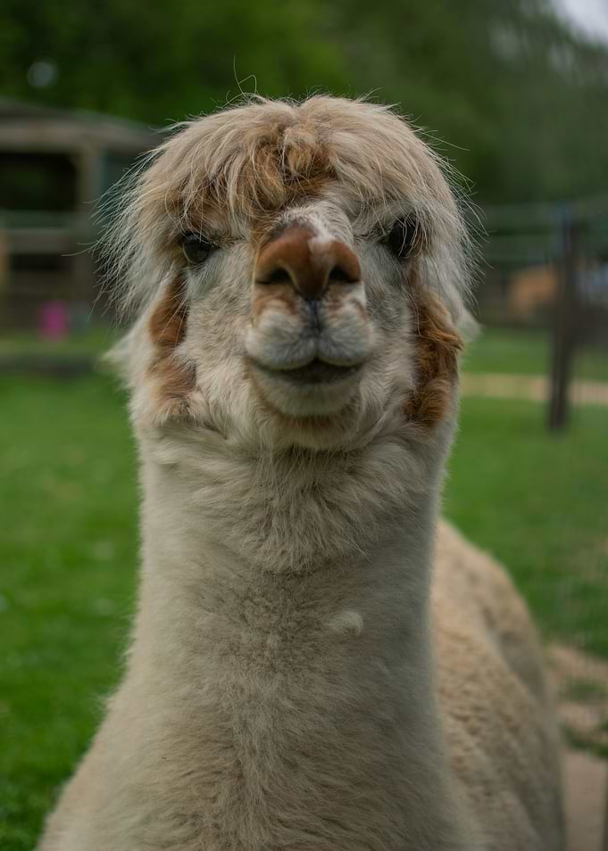Close-up of a Smiling Alpaca