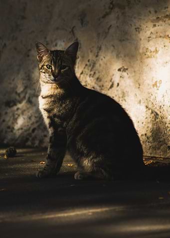Tabby Cat Portrait in Sunlight