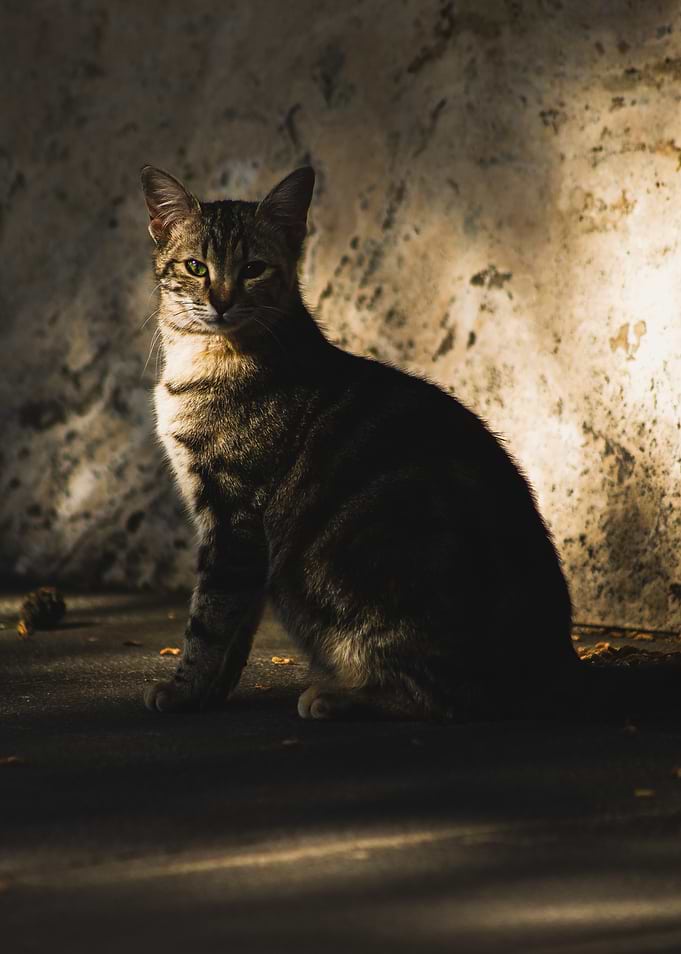 Tabby Cat Portrait in Sunlight