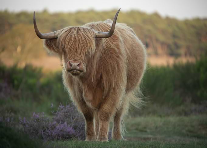 Highland Cow Portrait in Natural Setting