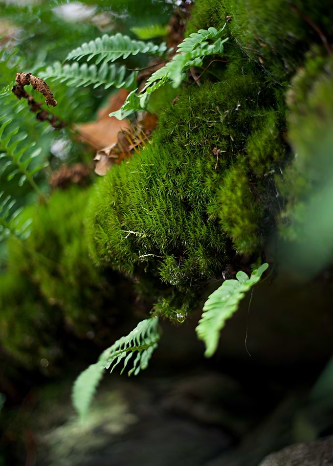 Moss and Ferns Close-Up