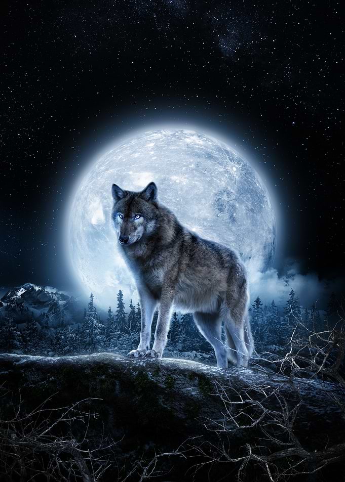 Wolf howling at the moon