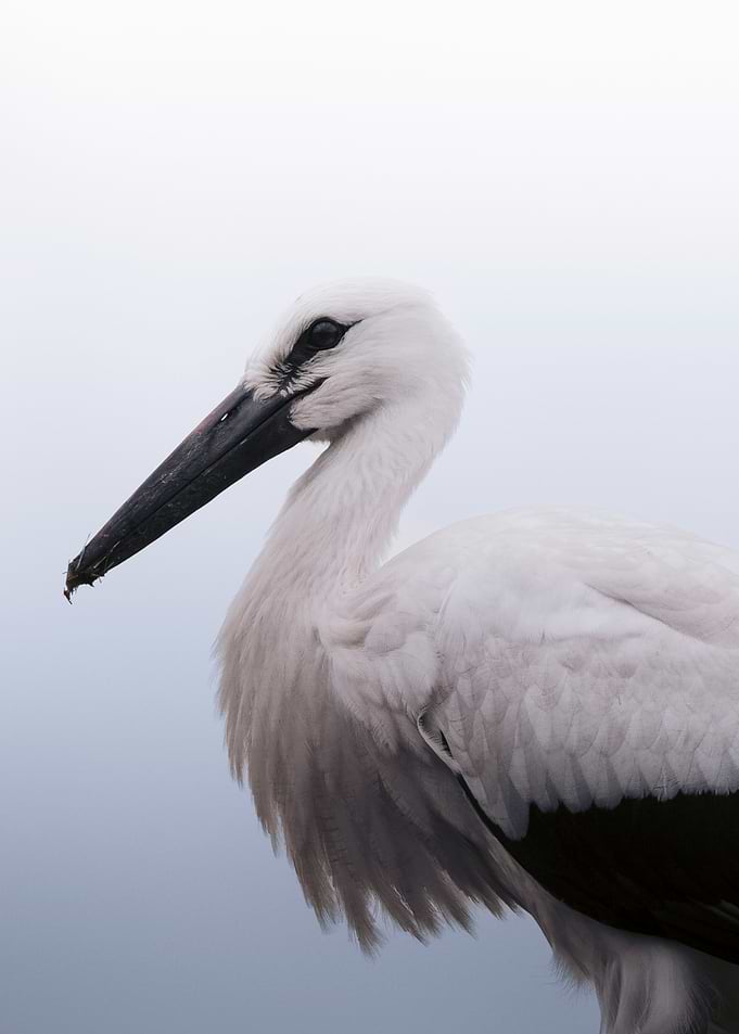 White Stork Portrait