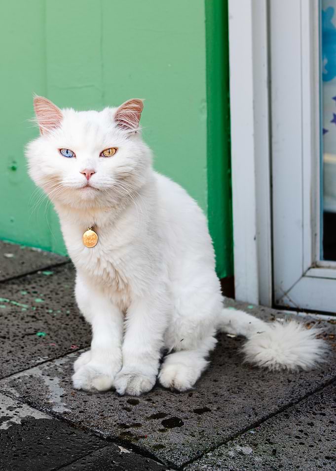 Odd-Eyed Cat