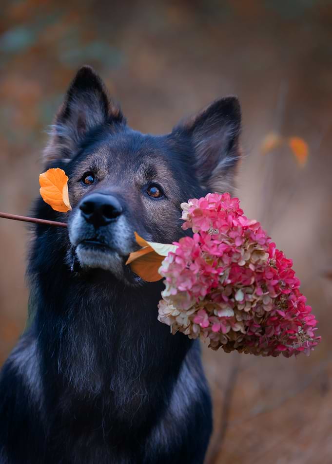 Dog with Hydrangea Flowers
