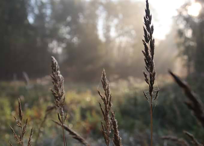 Morning Mist Over Field Grass