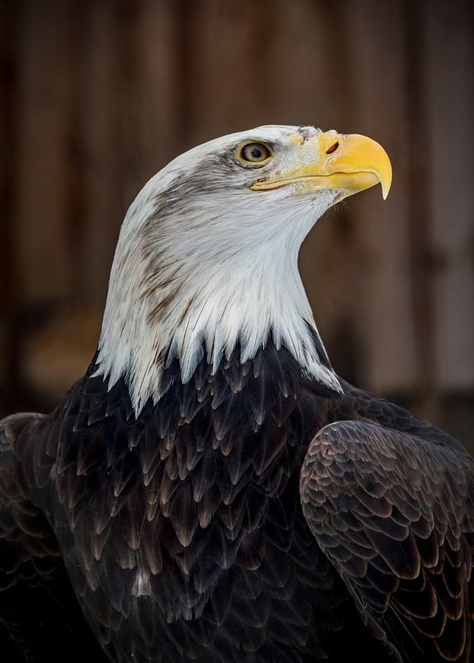 Bald Eagle Portrait