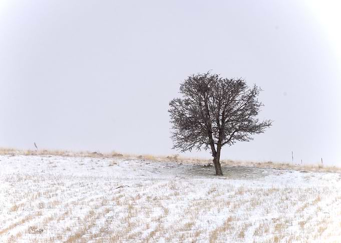 Solitary Winter Tree on a Snowy Field – Fine Art Minimalist Print