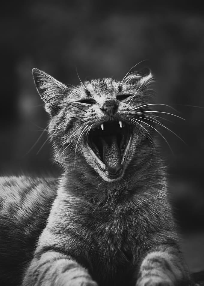 Yawning Cat