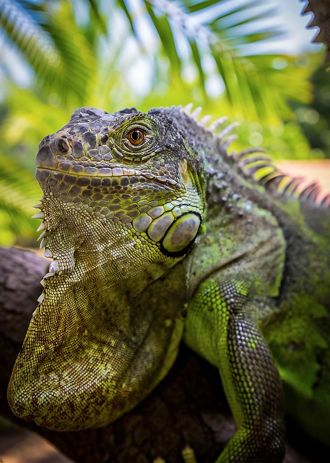 Green Iguana Portrait