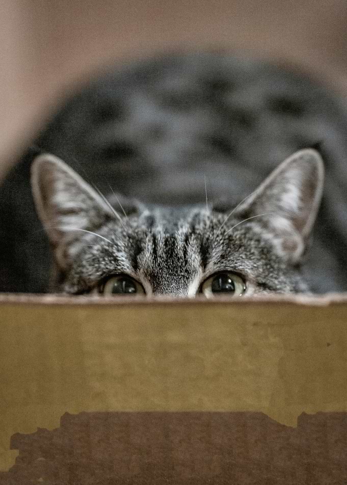 Cat peeking over cardboard box edge