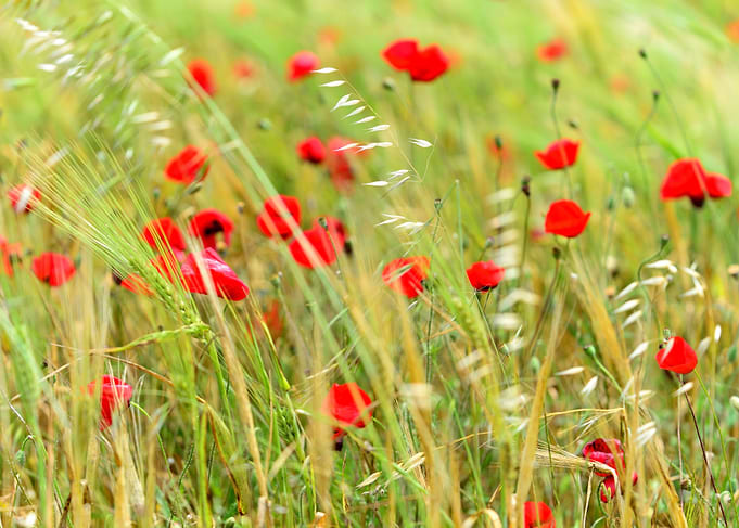 Dancing Red Poppies