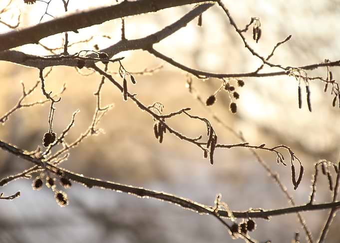 Winter Tree Branches with Seed Pods
