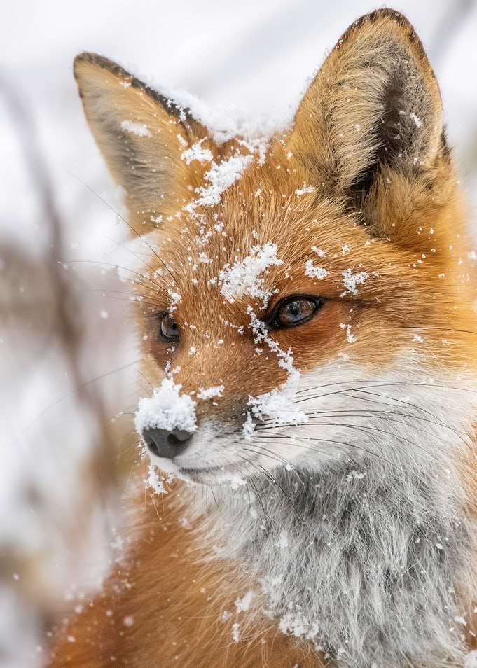 Fox in Snow
