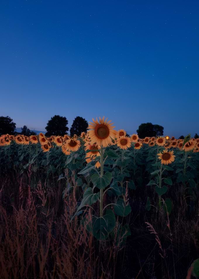 Sunflower Field at Dusk
