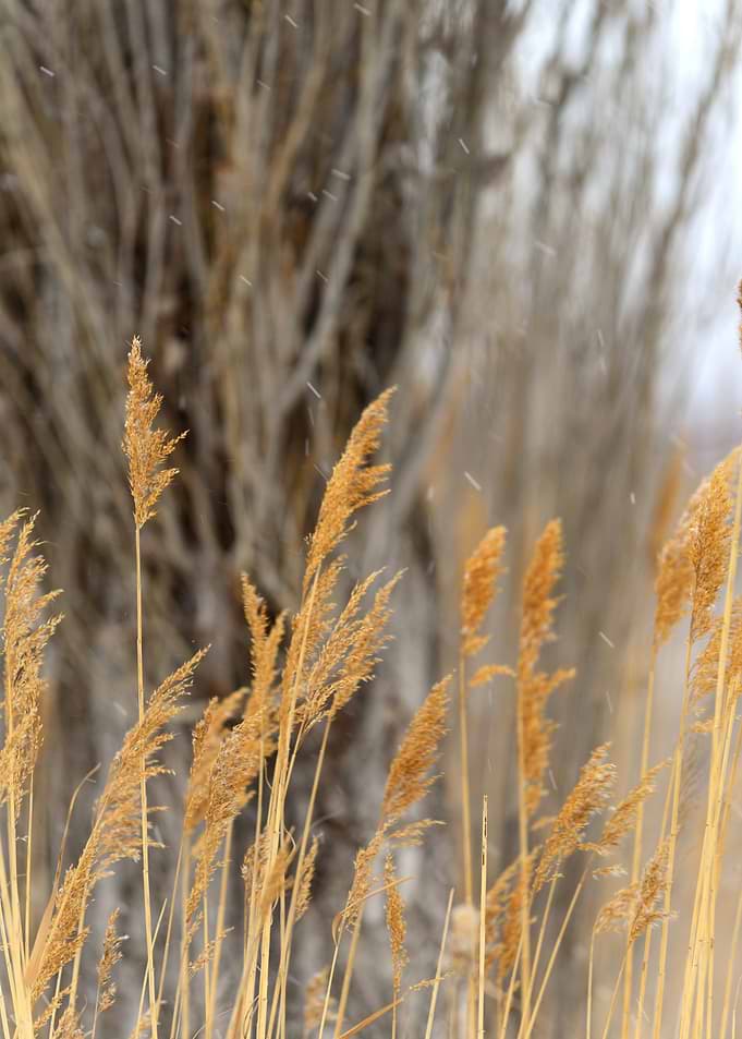 Golden Reeds in Winter Breeze – Fine Art Nature Print