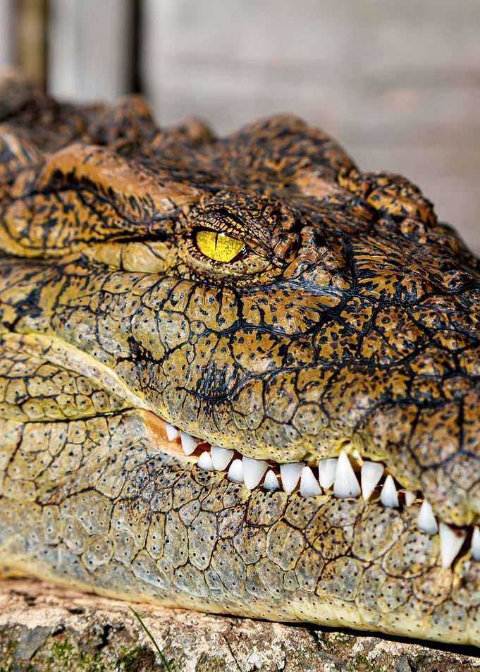 Close-up of a Crocodile's Head
