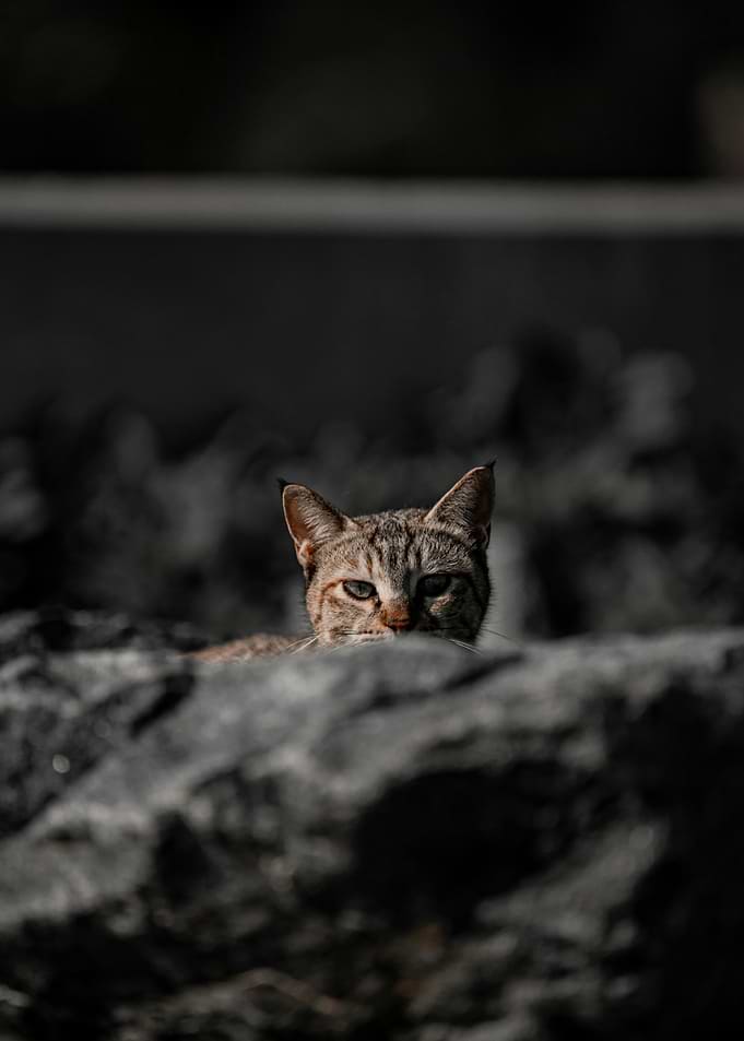 Peeking Tabby Cat