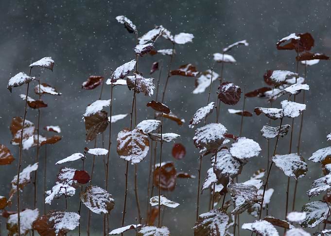 Snowy Leaves