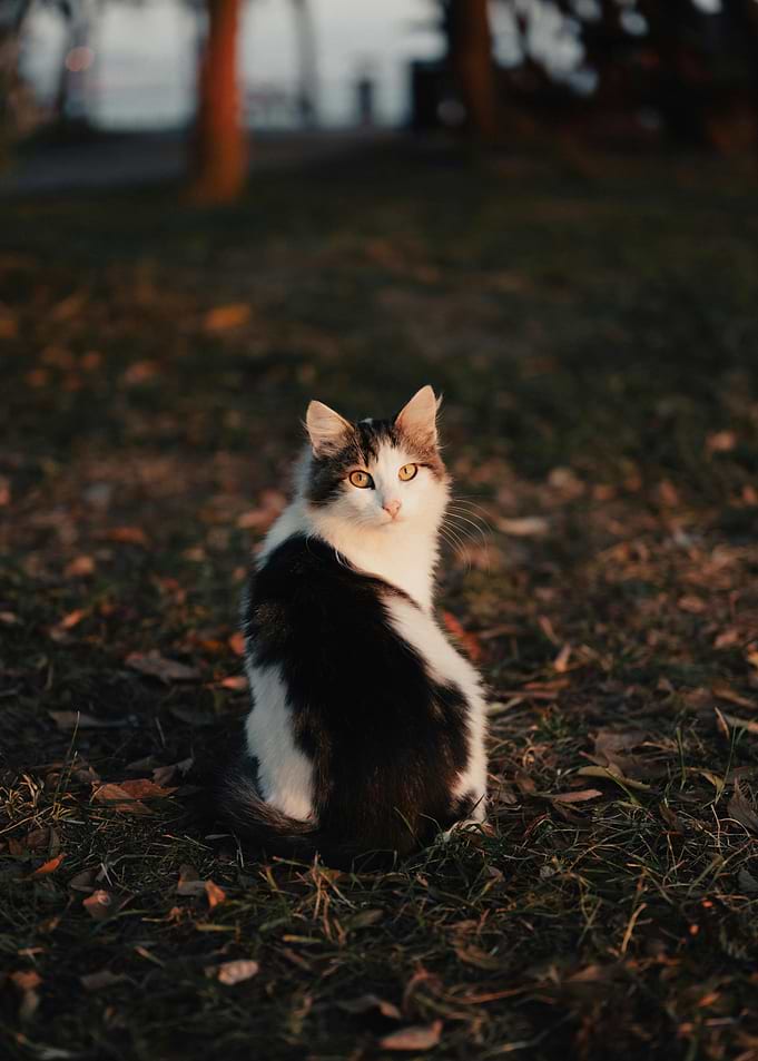 Black and White Cat Portrait