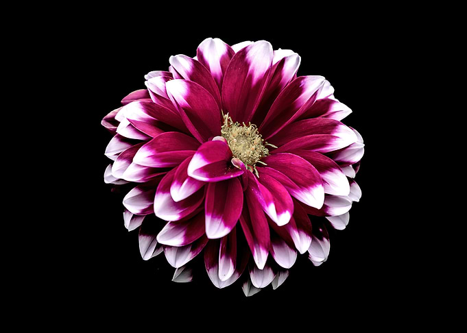 Burgundy and White Dahlia on Black
