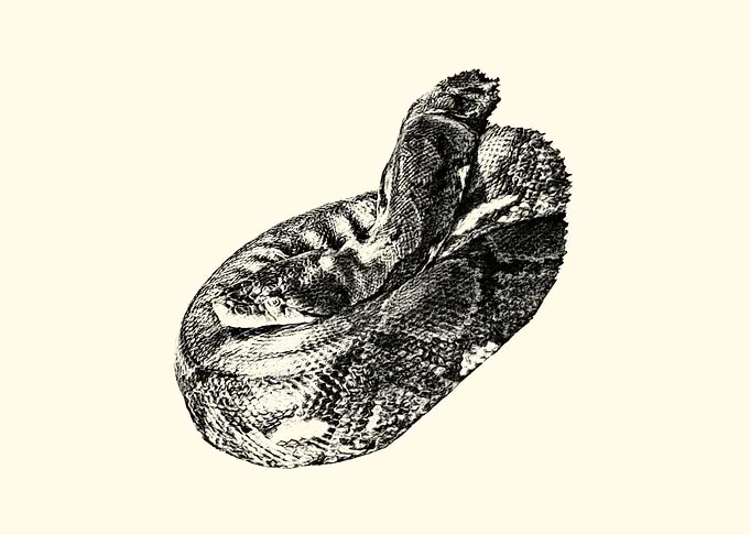 Coiled Snake Illustration