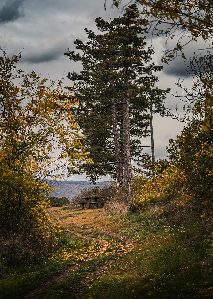 Autumnal Path with Picnic Table