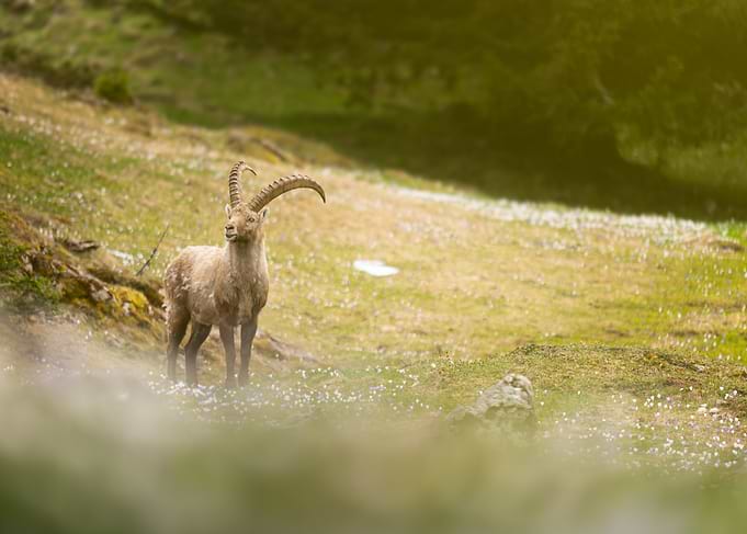 Majestic Ibex in Mountain Meadow