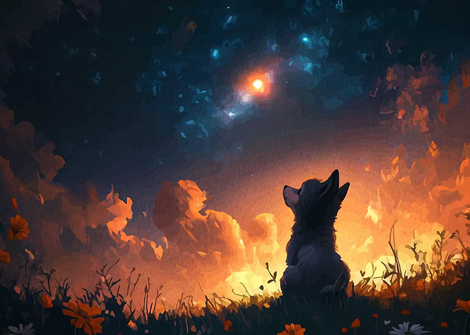 Wolf gazing at the night sky