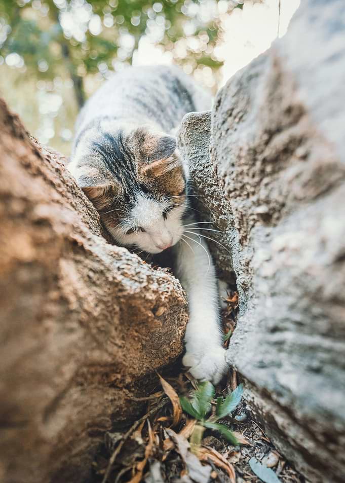 Cat Climbing Between Rocks