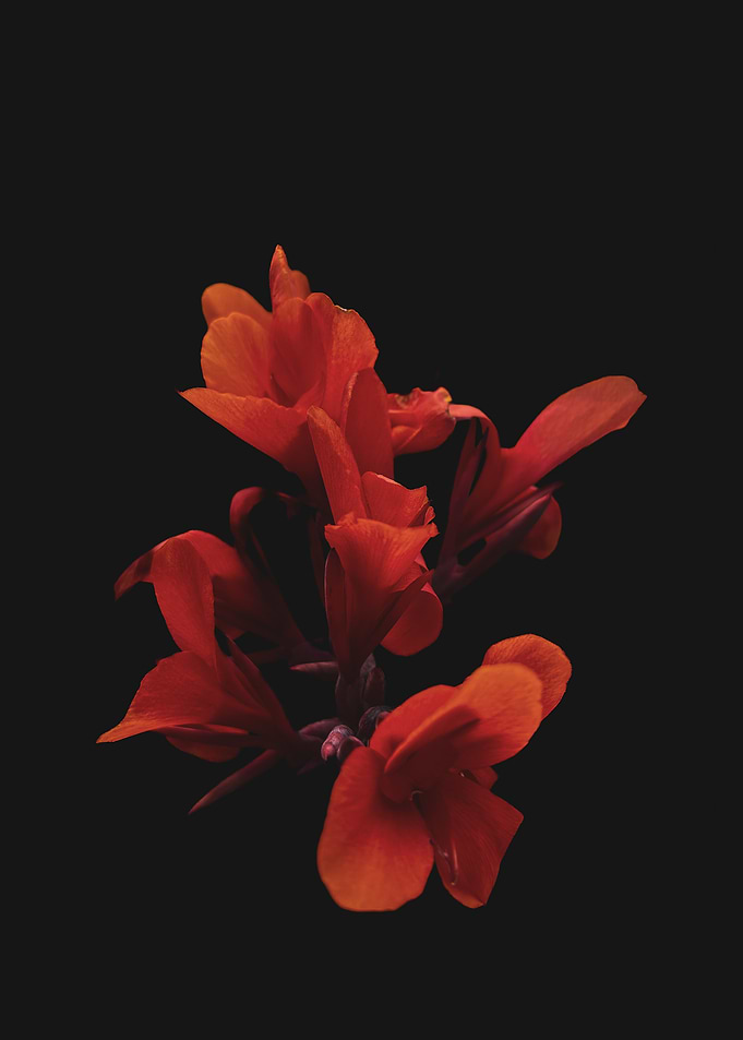 Red Canna Lily on Black Background