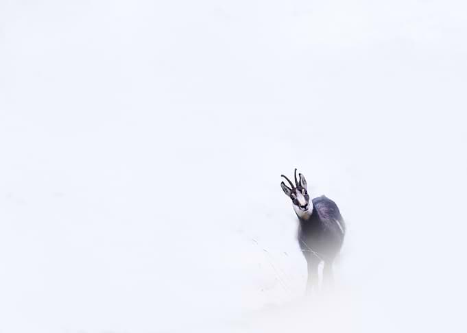 Chamois in the snow