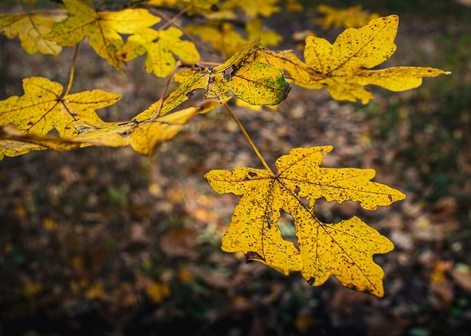 Autumn Yellow Leaves