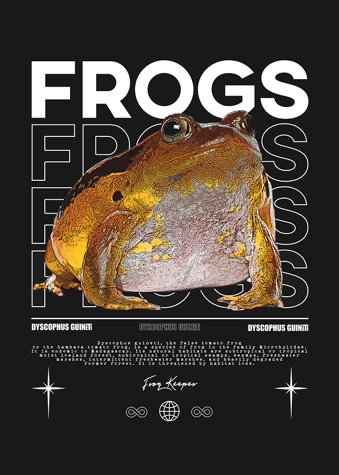 Tomato Frog Dysophus Guineti Frog Owner