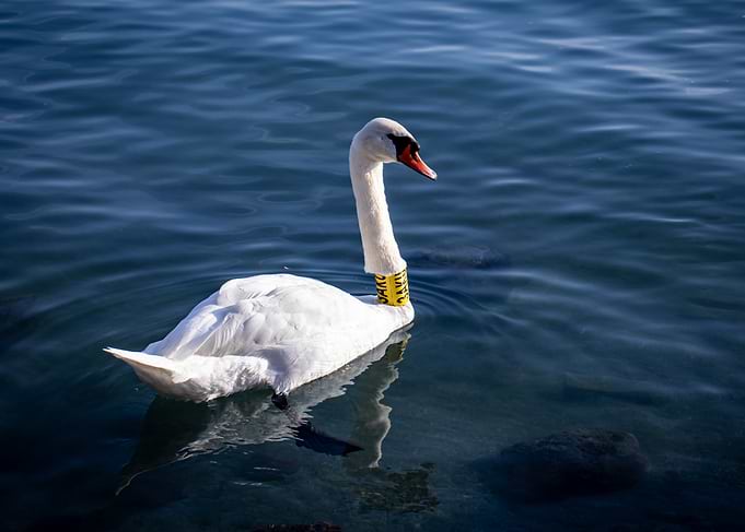 Swan swimming in blue water