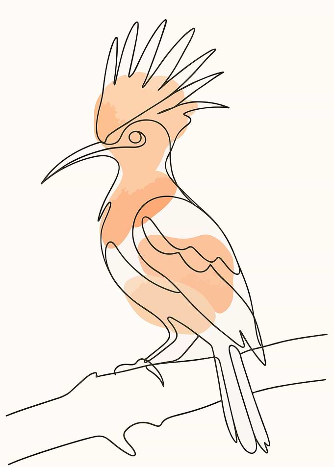 Hoopoe Bird Line Art