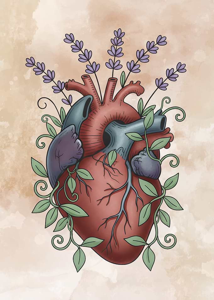 Anatomical Heart with Lavender and Vines