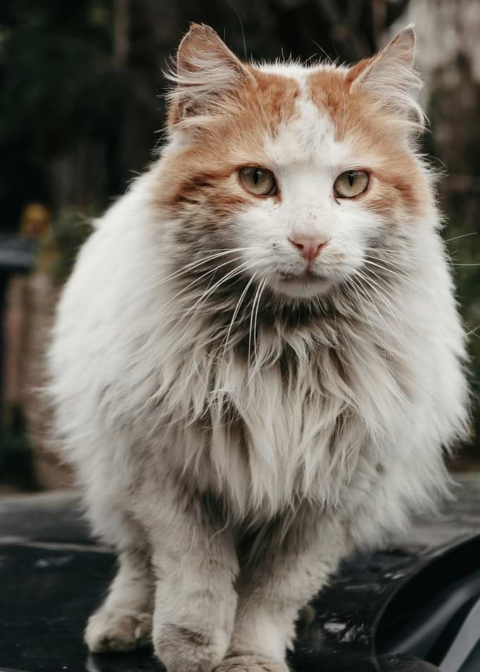 Fluffy White and Orange Cat Portrait