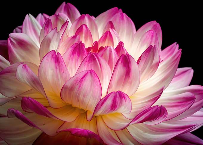 Pink and White Dahlia Flower Close-Up