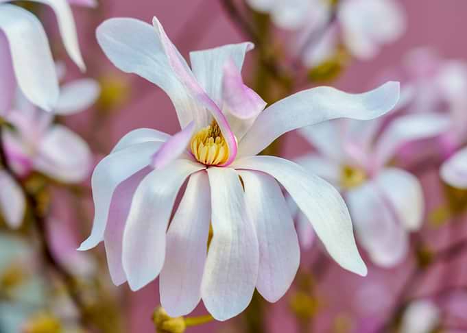 Magnolia Blossom Close-Up