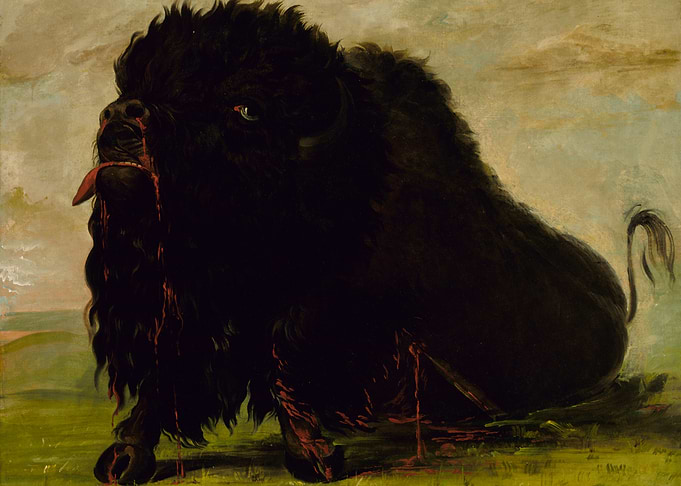 Bleeding Buffalo Painting by george catlin