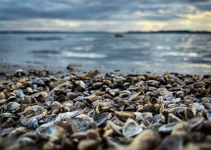 Seashells on the beach