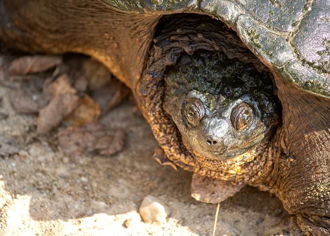 Snapping Turtle Close-Up