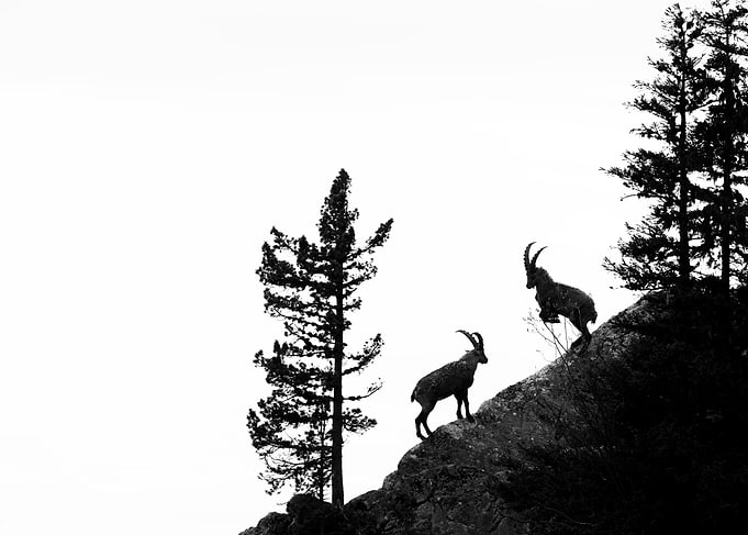Mountain Goats Silhouette