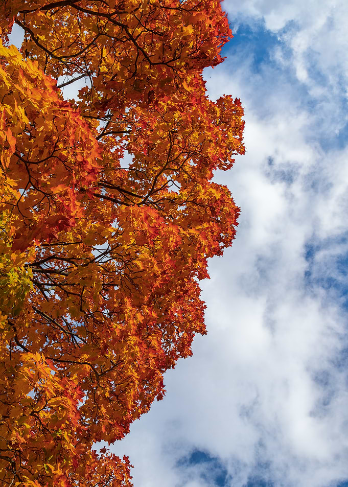 Autumn Tree Against Cloudy Sky