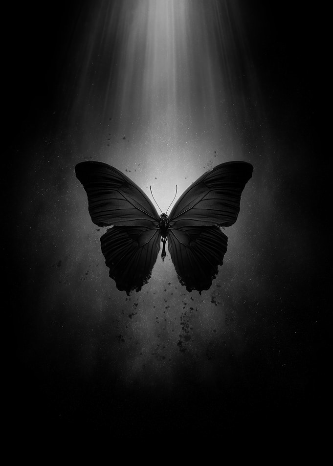 Monochrome Butterfly
