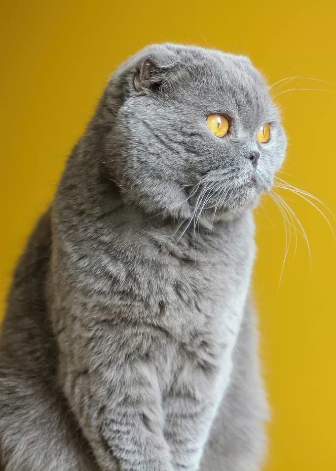 Gray Scottish Fold Cat Portrait