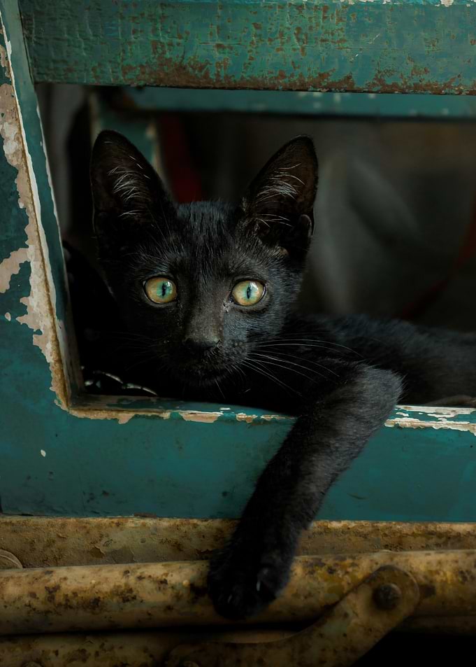 Black Kitten Portrait on Rustic Chair