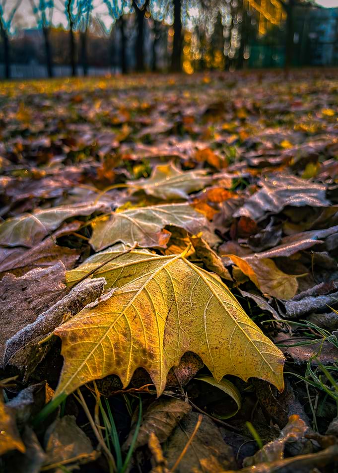 Autumn Leaves on Ground
